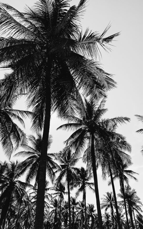 Mustvalged palmid