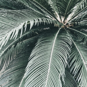 Palm