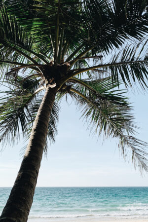 Palmipuu