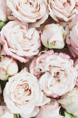 Roosad roosid